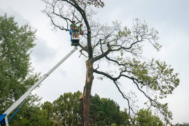 How Our Tree Care Process Works  in  Westmere, NY