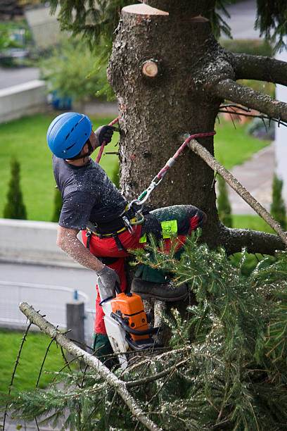 Reliable Westmere, NY  Tree Services Solutions