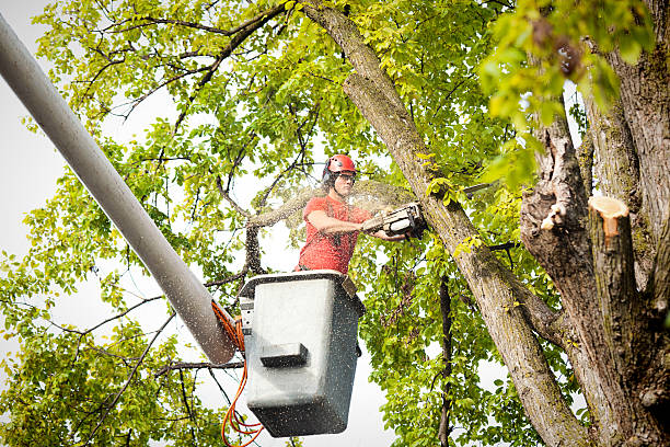 Best Hedge Trimming  in Westmere, NY